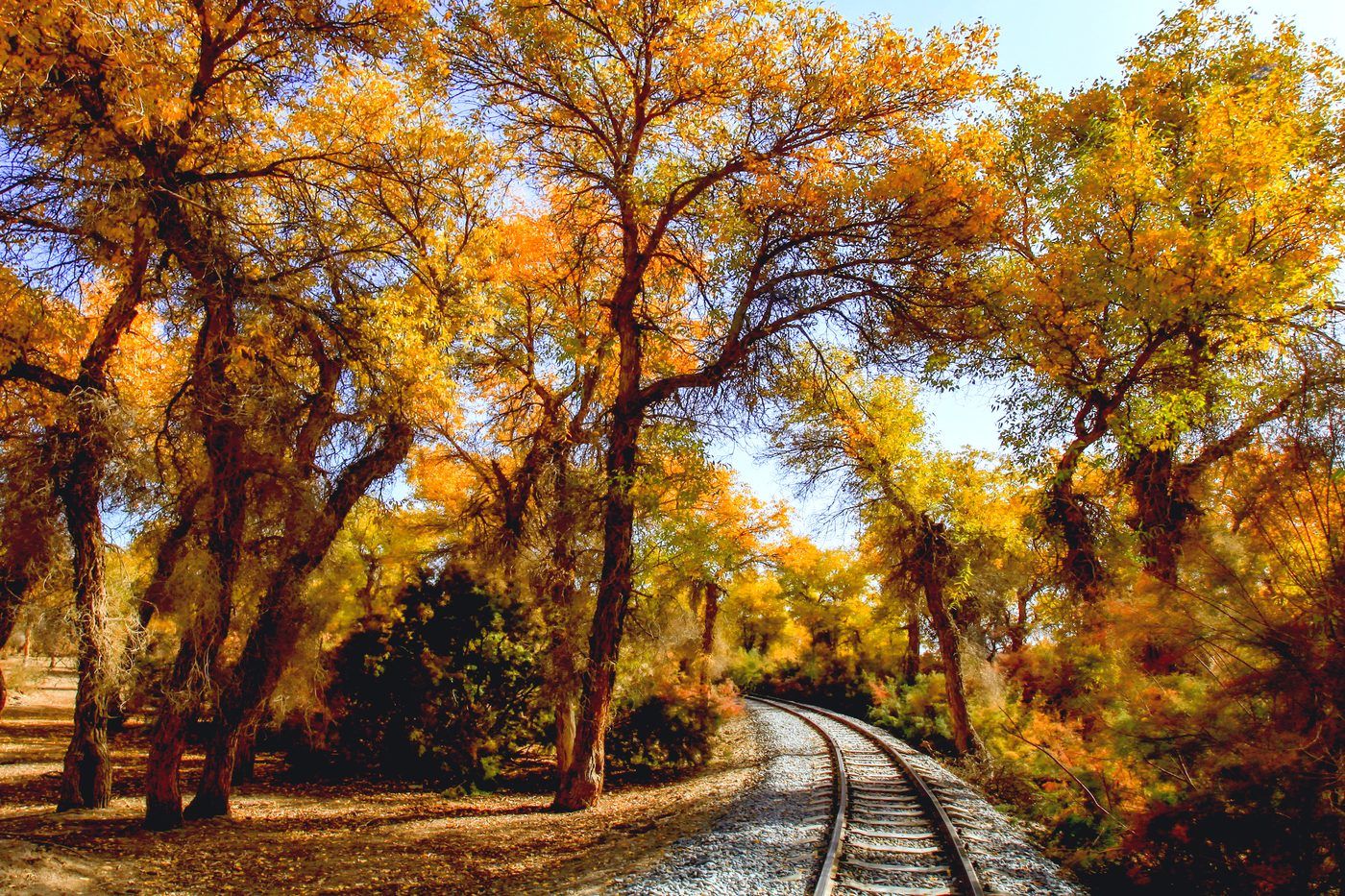 Golden desert poplars of Tarim